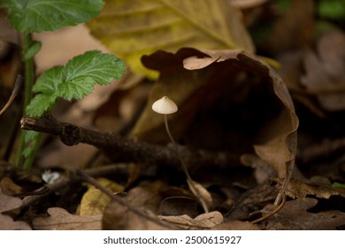 Tiny Mushroom hiding under leafs