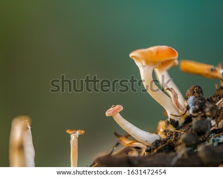 Tiny Mushrooms (Macro shot)on ground or soil in rain forest, Isolated on green blurred background with copy space, It is responsible for Decomposing humus and dead leaves or plants remains naturally.