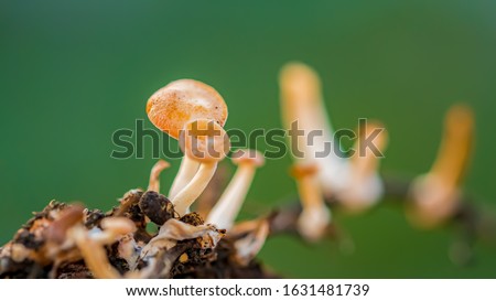 Tiny Mushrooms (Macro shot)on ground or soil in rain forest, Isolated on green blurred background with copy space, It is responsible for Decomposing humus and dead leaves or plants remains naturally.