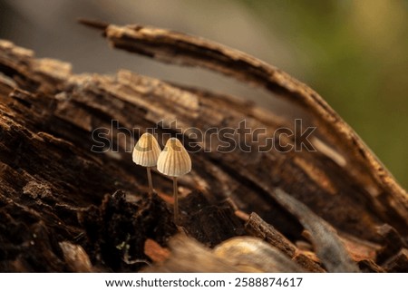 Similar – Image, Stock Photo Tiny mushrooms in the dark forest