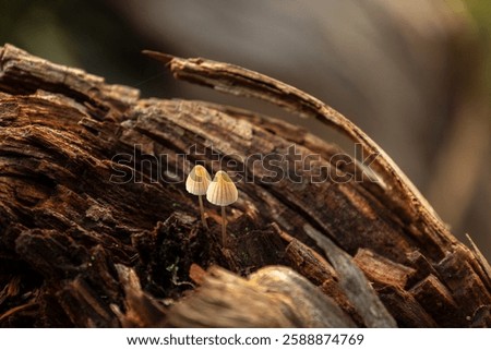 Similar – Image, Stock Photo Tiny mushrooms in the dark forest