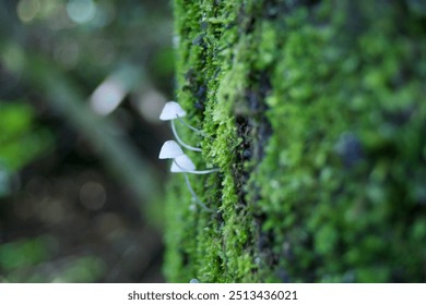 Tiny Mushrooms and Moss on Tree - Powered by Shutterstock