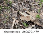 Tiny mushrooms on a background of forest detris