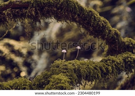 Similar – Image, Stock Photo Tiny mushrooms in the dark forest