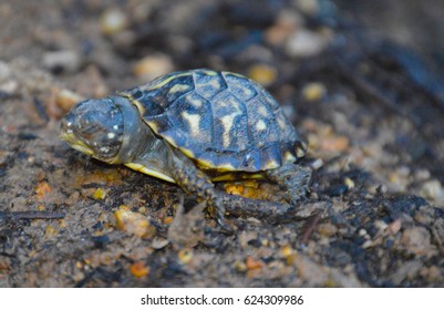 Tiny Newborn Baby Ornate Box Turtle