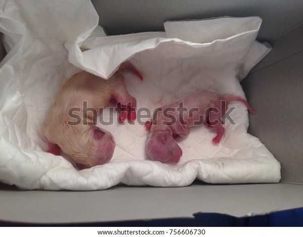 newborn pomeranian puppies