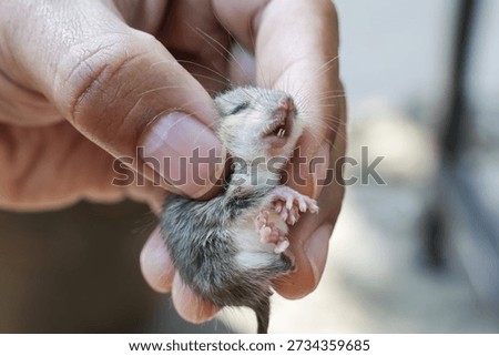 Tiny newborn shrew or mouse held gently in human hand showing care and protection for fragile wildlife life with gentle touch from kind person saving orphan animal