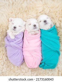 Tiny Newborn White Lapdog Puppies Wrapped Like A Babies Sleep On A Fur Bed. Top Down View