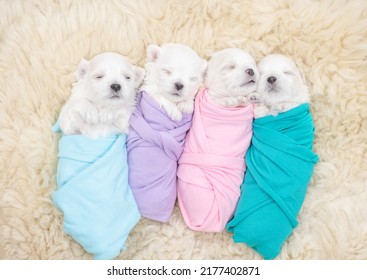 Tiny Newborn White Lapdog Puppies Wrapped Like A Babies Sleep On A Fur Bed. Top Down View