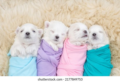 Tiny Newborn White Lapdog Puppies Wrapped Like A Babies Sleep On A Fur Bed. Top Down View