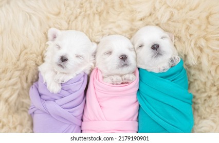 Tiny Newborn White Lapdog Puppies Wrapped Like A Babies Sleep On A Fur Bed. Top Down View