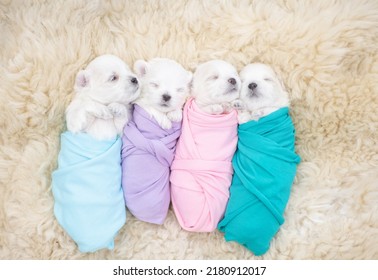 Tiny Newborn White Lapdog Puppies Wrapped Like A Babies Sleep On A Fur Bed. Top Down View