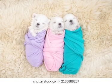 Tiny Newborn White Lapdog Puppies Wrapped Like A Babies Sleep On A Fur Bed. Top Down View