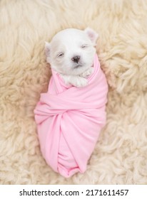 Tiny Newborn White Lapdog Puppy Wrapped Like A Baby Sleeps On A Fur Bed. Top Down View