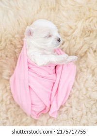 Tiny Newborn White Lapdog Puppy Wrapped Like A Baby Sleeps On A Fur Bed. Top Down View