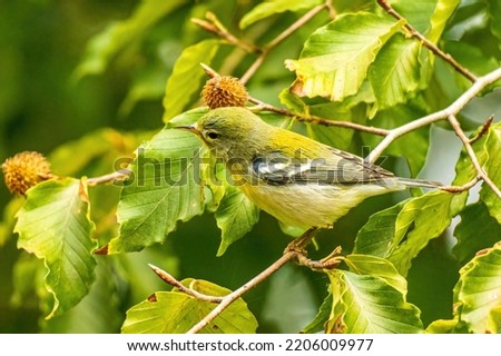 A Tiny Northern Parula Warbler Perched on a Branch During Fall Migration.