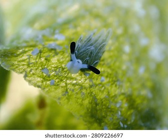 A tiny nudibranch diving on green seaweed leaf underwater macro view with shallow focus and soft natural light creating delicate marine atmosphere and gentle abstract bokeh background