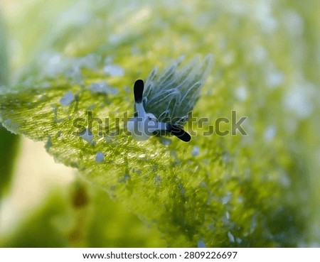 A tiny nudibranch diving on green seaweed leaf underwater macro view with shallow focus and soft natural light creating delicate marine atmosphere and gentle abstract bokeh background