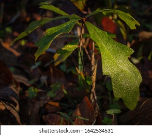 Tiny Oak Tree Growing In An East Texas Forest In Canton Texas