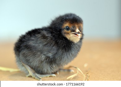 Tiny Black Chick