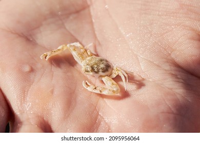 Tiny  Opilio Crab In The Hand Close Up. Chionoecetes Opilio
