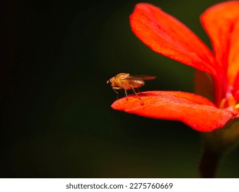 tiny orange bug called  Sobarocephala flaviseta on a red flower pedal against a dark background
