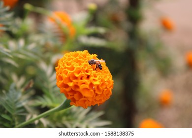  tiny orange colired bee on yellow marigold flower abput to fly