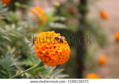  tiny orange colired bee on yellow marigold flower abput to fly