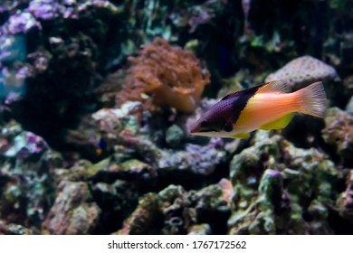 Tiny orange fish is swimming in aquarium 