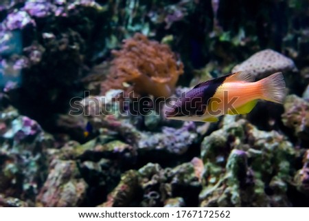 Tiny orange fish is swimming in aquarium 