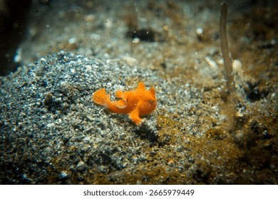 Tiny orange frog fish at Lembeh Strait, Sulawesi
