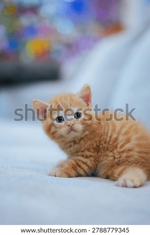 Tiny orange kitten peeks from sofa cushion. Big, curious eyes meet the viewer's gaze. Soft focus background highlights the kitten's innocence. Furry paws rest gently on the cushion's edge
