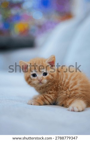 Tiny orange kitten peeks from sofa cushion. Big, curious eyes meet the viewer's gaze. Soft focus background highlights the kitten's innocence. Furry paws rest gently on the cushion's edge