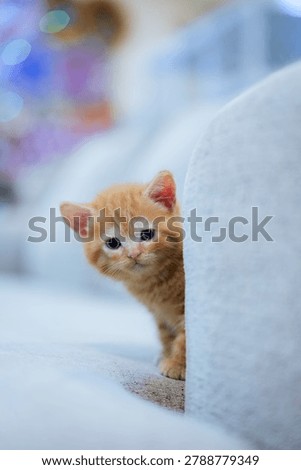 Tiny orange kitten peeks from sofa cushion. Big, curious eyes meet the viewer's gaze. Soft focus background highlights the kitten's innocence. Furry paws rest gently on the cushion's edge