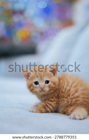 Tiny orange kitten peeks from sofa cushion. Big, curious eyes meet the viewer's gaze. Soft focus background highlights the kitten's innocence. Furry paws rest gently on the cushion's edge