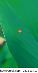 A tiny orange ladybug on a large green leaf