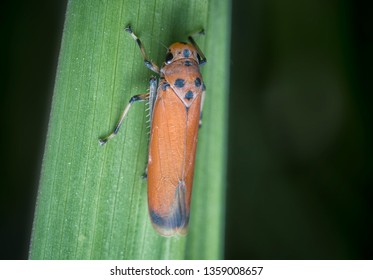 tiny orange leafhopper