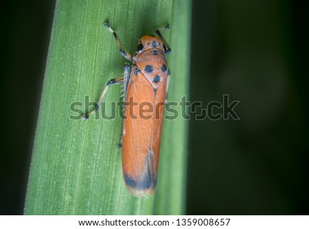 tiny orange leafhopper