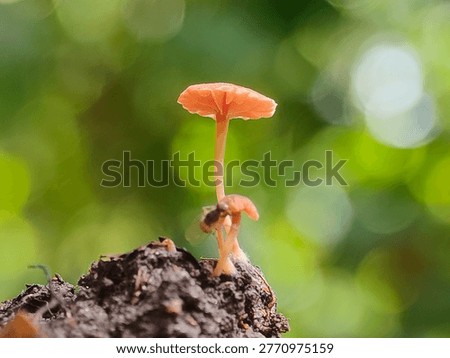 Tiny orange mushroom on decaying wood