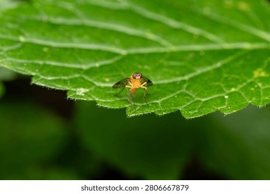 Tiny orange snipe fly on the edge of a green leaf, minimalist macro insect photograph