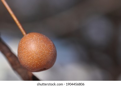 A Tiny Ornamental Pear Tree Berry On A Snowy January Day