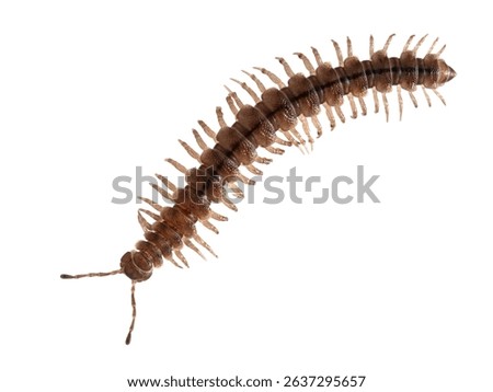 Tiny, ornate, flat-backed millipede (Polydesmus species) isolated on white