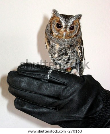 tiny owl