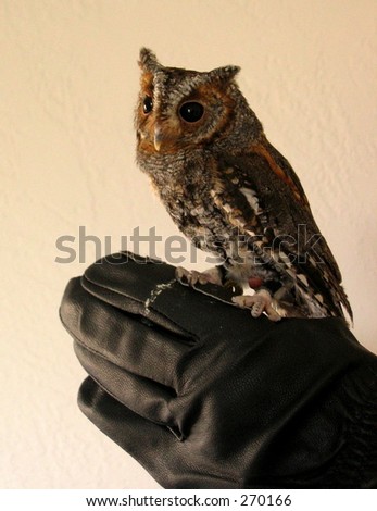 tiny owl