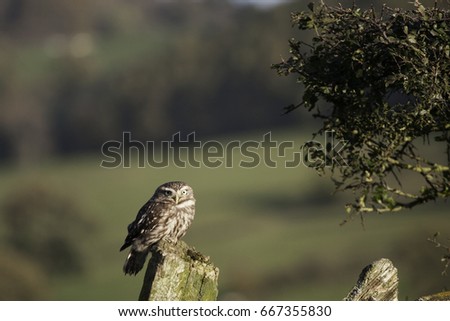 Tiny Owl Sat on Post Looking Straight at You