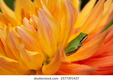 A tiny Pacific chorus tree frog rests between the petals of a vibrant, orange dahlia in late summer
