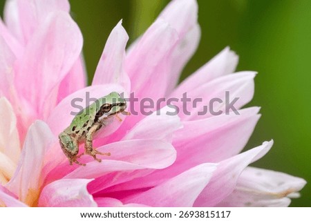 a tiny pacific tree frog tucked away in a large blooming dahlia