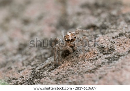 Tiny Pantropical Jumping Spider Exploring a Natural Environment