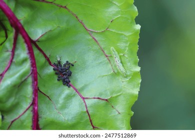 Tiny parasitoid wasp that use aphids as their hosts Aphidiidae, Aphidiinae. A female in the process of laying eggs to Black bean aphid, Aphis fabae. And predatory larva of Syrphidae  hunting aphids.