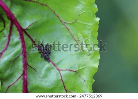 Tiny parasitoid wasp that use aphids as their hosts Aphidiidae, Aphidiinae. A female in the process of laying eggs to Black bean aphid, Aphis fabae. And predatory larva of Syrphidae  hunting aphids.